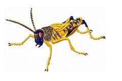 RMG171 Locust