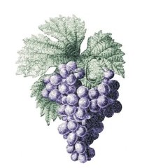 RMG2492  Grapes 2492