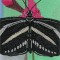 BFC1039 Window Zebra Longwing Butterfly