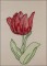 BFC1651 Sheer Tulips