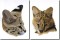 BFC0996 Two Serval Portraits