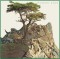 BFC1400 The Lone Cypress
