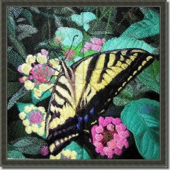 Butterflies, Insects & Reptile