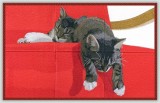 BFC1132 Window-Sleeping Kittens