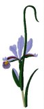 Iris Eleant