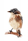 A Tiny Sparrow