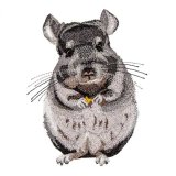 BFC31736 A ChinChilla