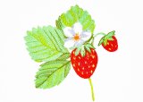 BFC31754 Fresh Strawberries