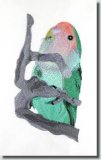 BFC0674 Lovebird No. 1