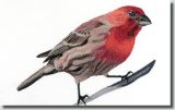 BFC0674 Finch No. 2