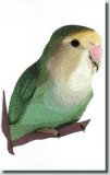 BFC0674 Lovebird No. 3
