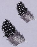 CCQM002 - Guinea Fowl Feathers