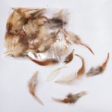 FEATHERS-0019