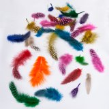 FEATHERS-0022