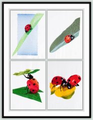 BFC1268 Ladybugs