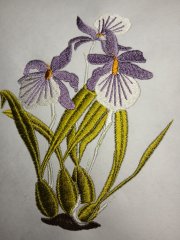 Elegant Iris