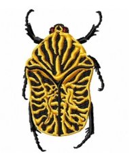 RMG156  Macrodontia Cervicornis