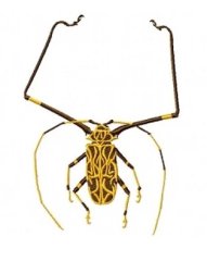 RMG160 Long Horn Beetle