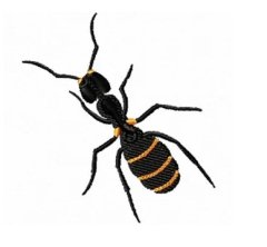 RMG161 Ant