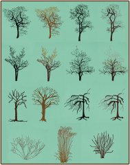 BFC1614 Flora - Bare Trees in Winter