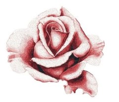 RMG3003 Rose