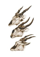 RMG3433 Antelope