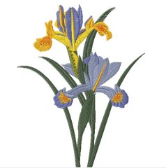 RMG3605 Iris Beauty