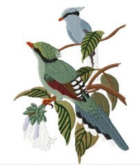 RMG426 Green Magpie