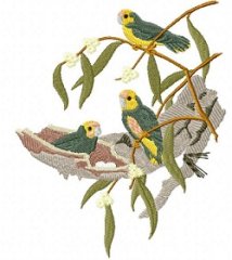 RMG458 Yellow-Capped Pygmy Parrots