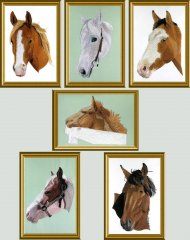BFC0615 Portraits-Horses II