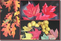 BFC0636 An Autumn Collage