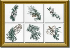 BFC0642 Color Sketches-Evergreens