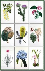 BFC0661 Botanical Prints II
