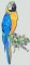 BFC1060 Large Blue and Gold Macaw