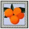 BFC1161 QIH-Fruit and Flower Quilt Blocks