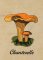 BFC1226 A Dozen Mushrooms 10