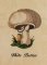 BFC1226 A Dozen Mushrooms 11