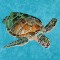 BFC1333 Sea Turtle Seascape