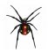 RMG137 Black Widow Spider