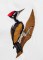 BFC1392 Woodpeckers