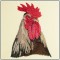 BFC1430 Three Rooster Portraits