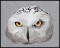BFC1564 Four Black and White Owl Portraits