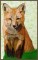 BFC1595 Large Red Fox
