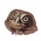 BFC1647 Three Baby Owl Portraits