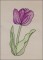 BFC1651 Sheer Tulips