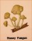 BFC1661 Vintage Mushrooms