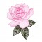 BFC1663 Delicate Roses