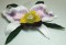 BFC0208 Lace Sculpture - Cattleya Orchid