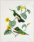 BFC2089 Vintage Hummingbirds with Flowers