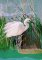 BFC2094 Snowy Egret